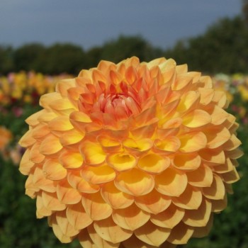 Dahlias