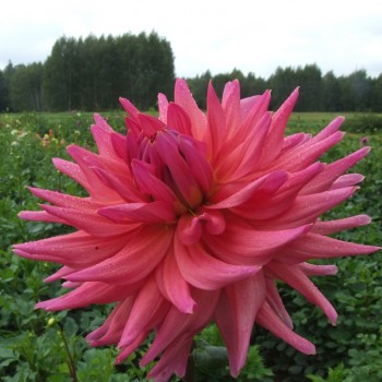 Dahlias