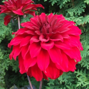 Dahlias