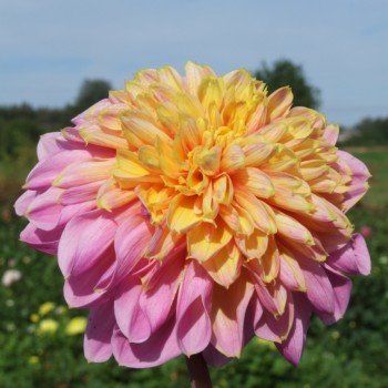 Dahlias